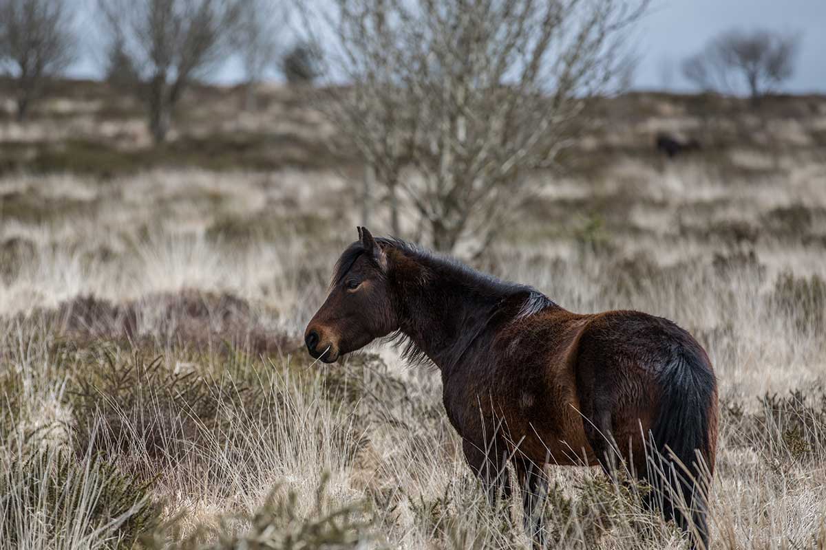 PEDIGREE DARTMOOR PONIES HELPING THE NATIONAL TRUST AT KILLERTON
