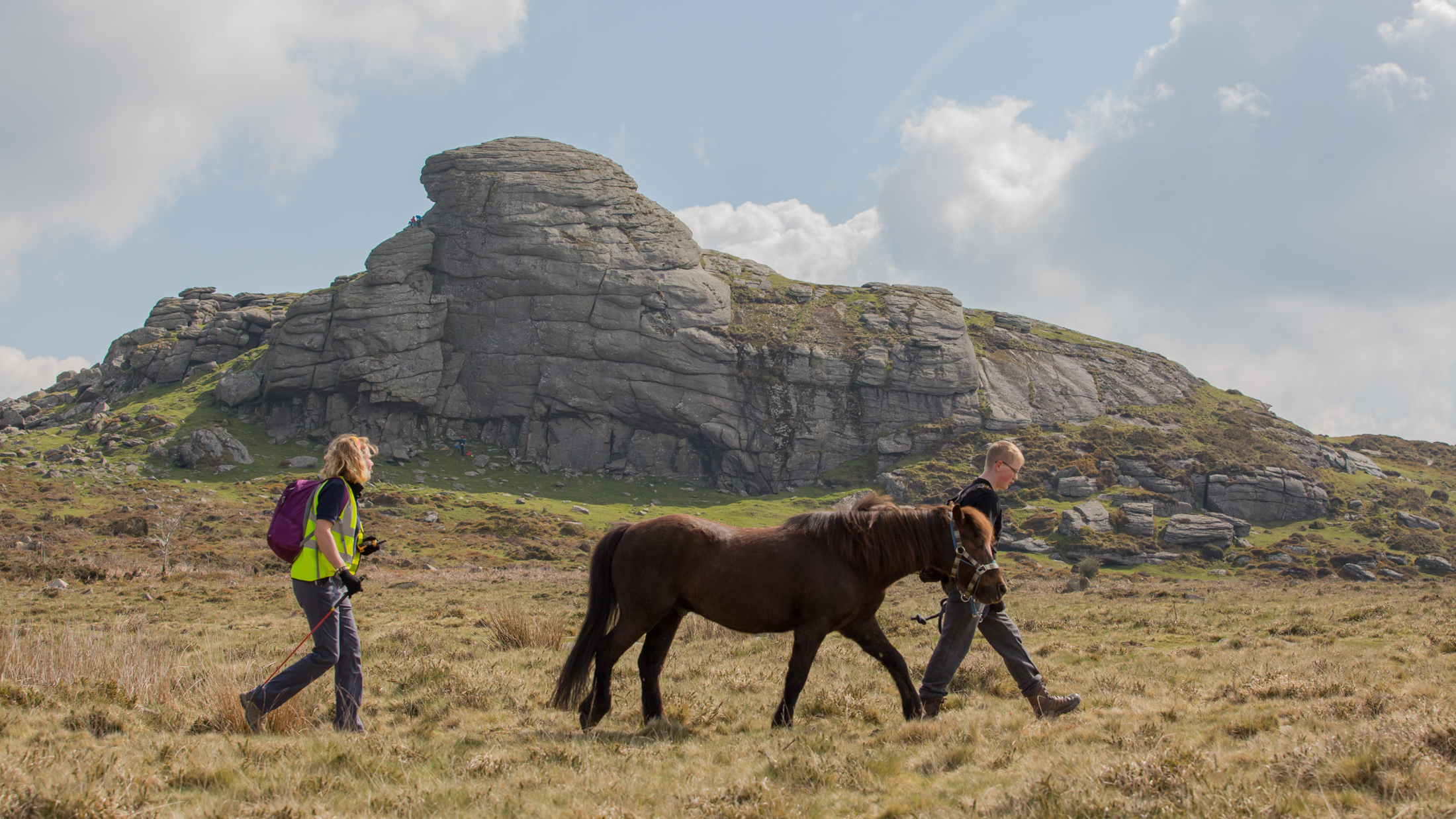 The Dartmoor Pony Heritage Trust Supporting the Dartmoor Pony