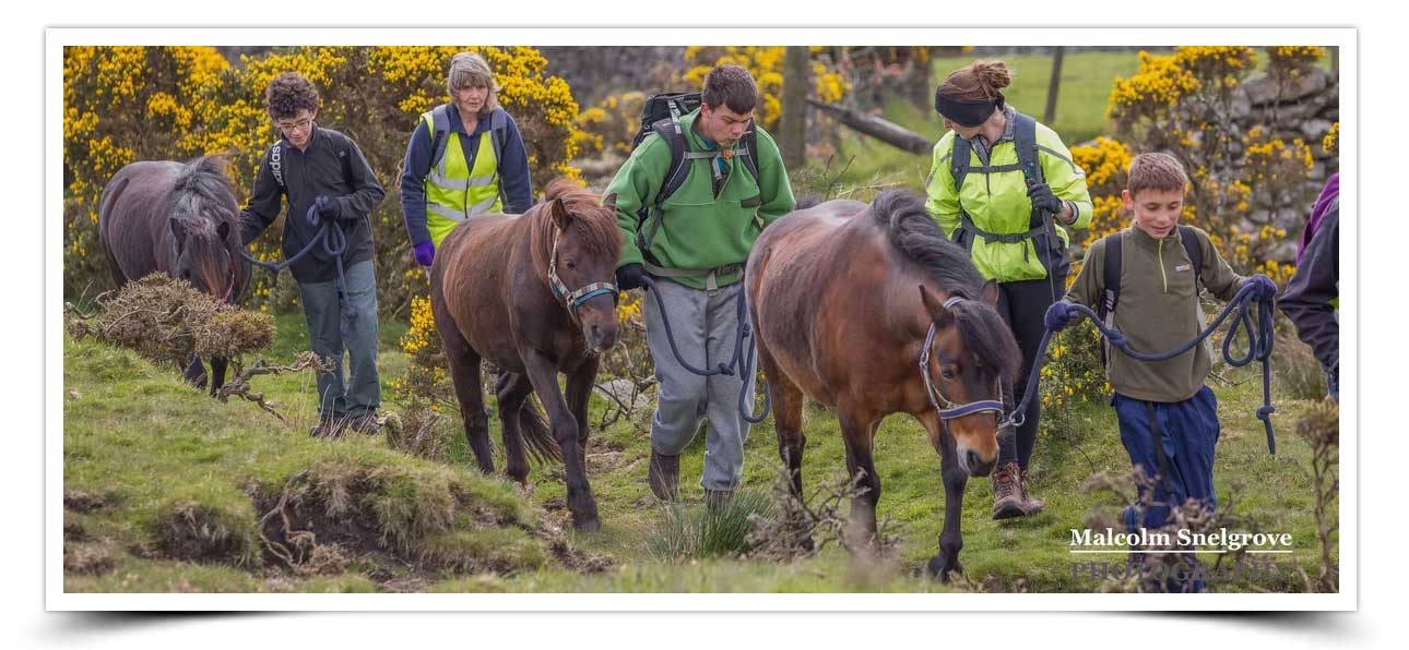 Ten Tors Dartmoor Ponies give teenagers 'Fresh Tracks' to follow