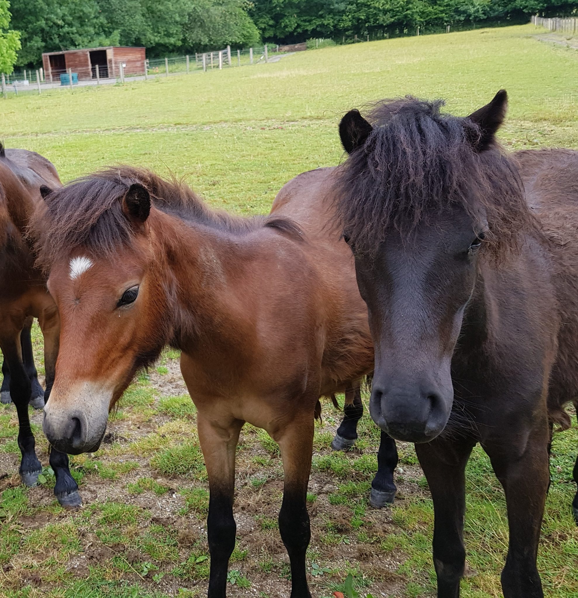 Sales list of Dartmoor Ponies Ponies for sale on Dartmoor