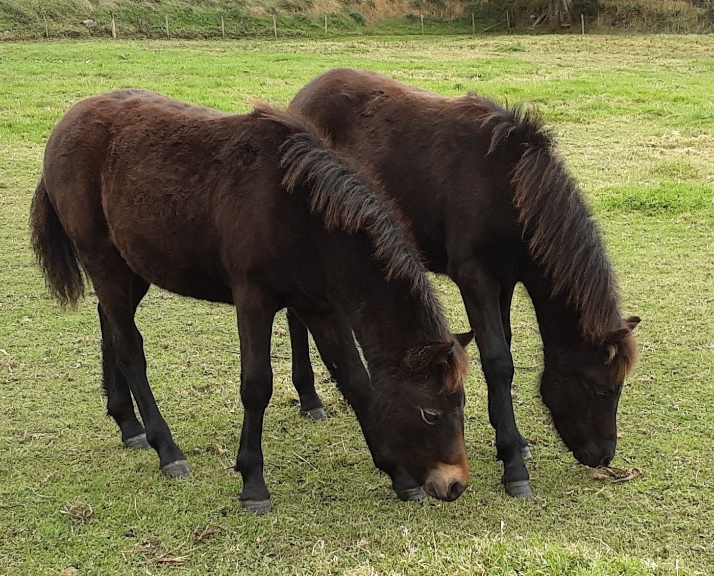 Sales list of Dartmoor Ponies Ponies for sale on Dartmoor