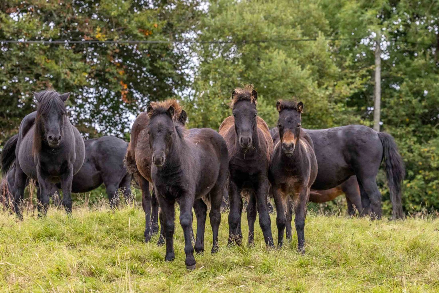 Sales list of Dartmoor Ponies Ponies for sale on Dartmoor