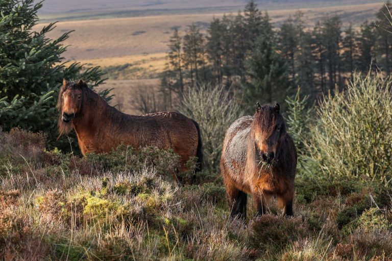 Dartmoor Pony Heritage Trust Supporting the Dartmoor Pony and Moorland