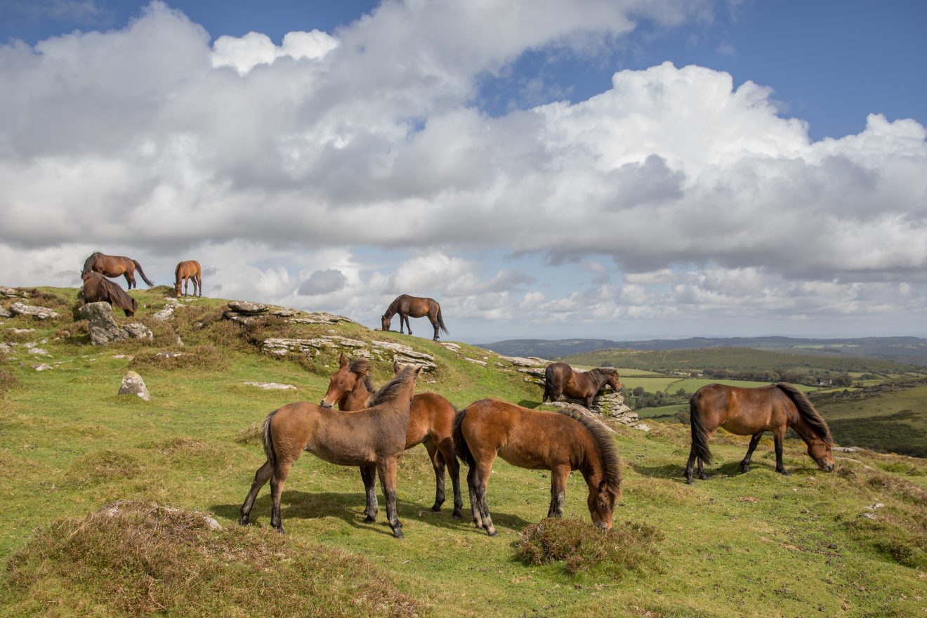 Sales list of Dartmoor Ponies Ponies for sale on Dartmoor