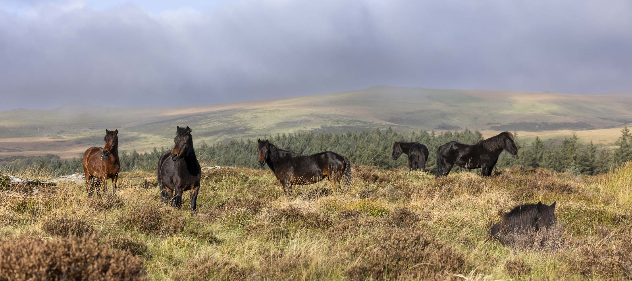 Heritage Dartmoor ponies at Bellever, where the first event in the new Feral Pony Behaviour and Training series takes place on 10 September PHOTO MALCOLM SNELGROVE
