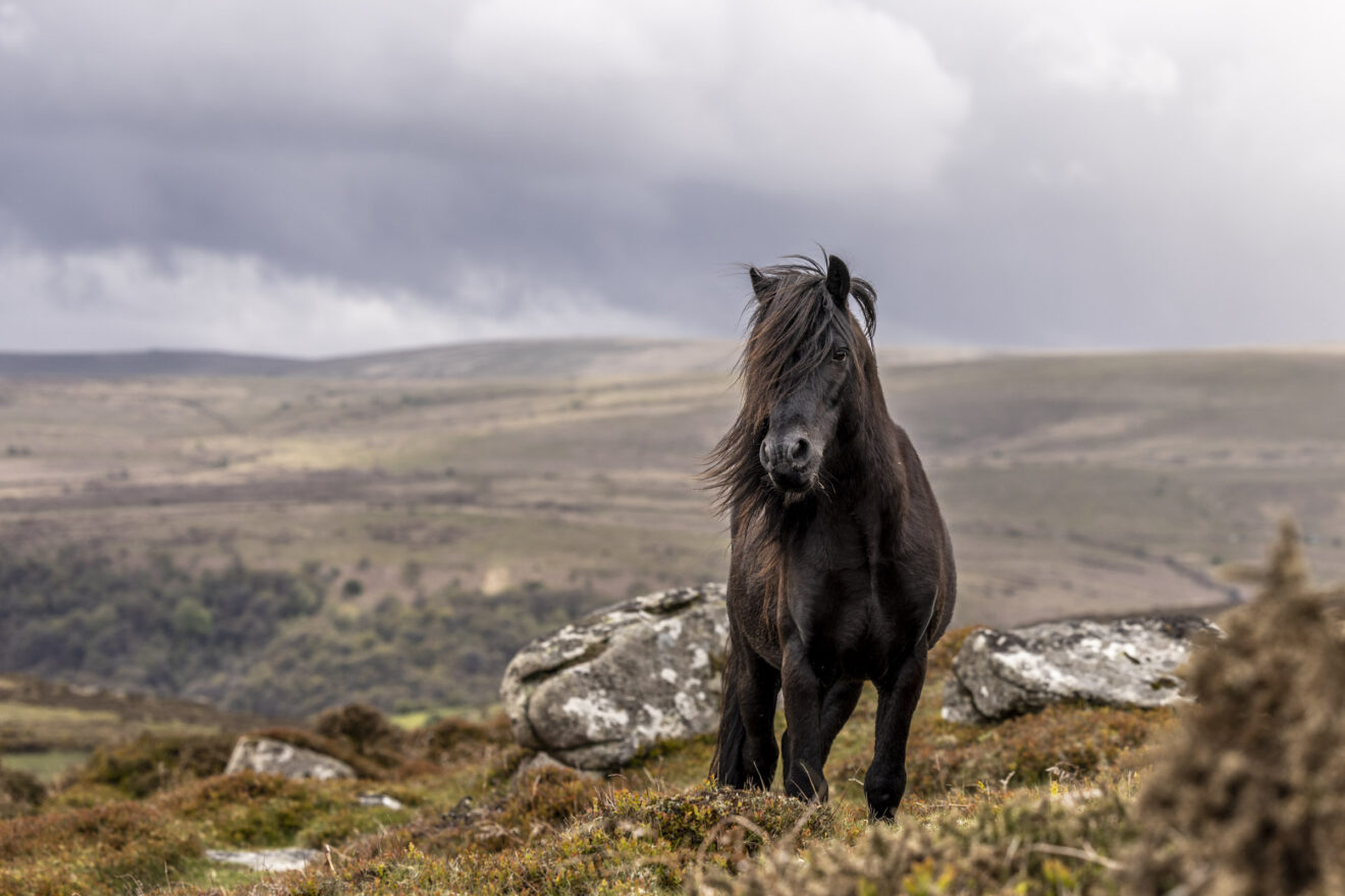 Dartmoor Pony Heritage Trust dartmoor-pony-heritage-trust