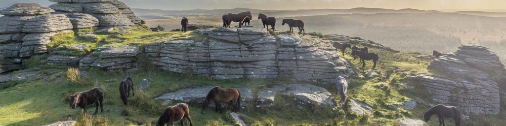 Dartmoor ponies on meldon