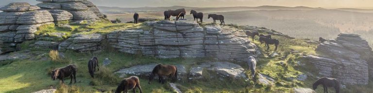 Dartmoor ponies on meldon