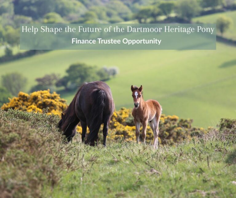 Finance Trustee Opportunity with the Dartmoor Pony Heritage Trust