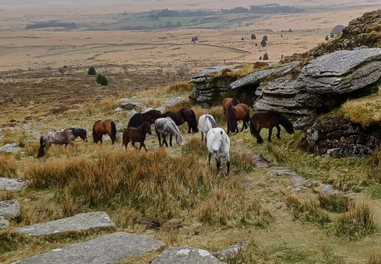 Dartmoor Pony Heritage Trust