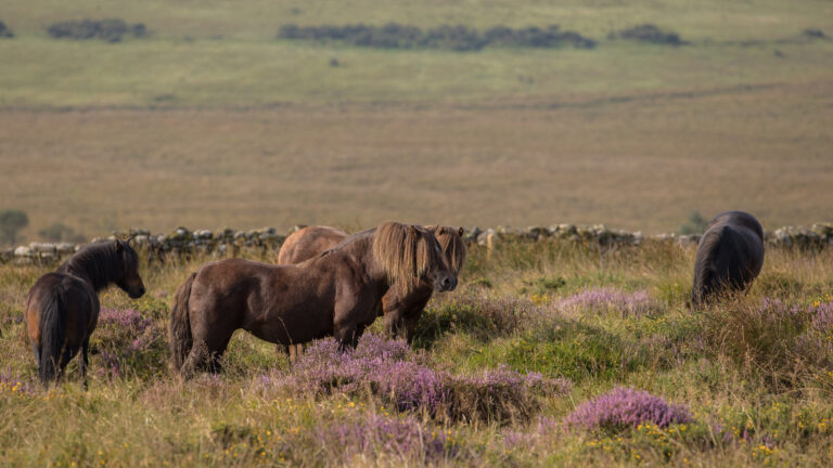 Dartmoor Heritage Ponies have shaped the landscape for centuries. The Dartmoor Pony Heritage Trust is committed to supporting the keepers and breeders who care for these true-to-type native ponies and ensuring they remain a valued part of Dartmoor's future.