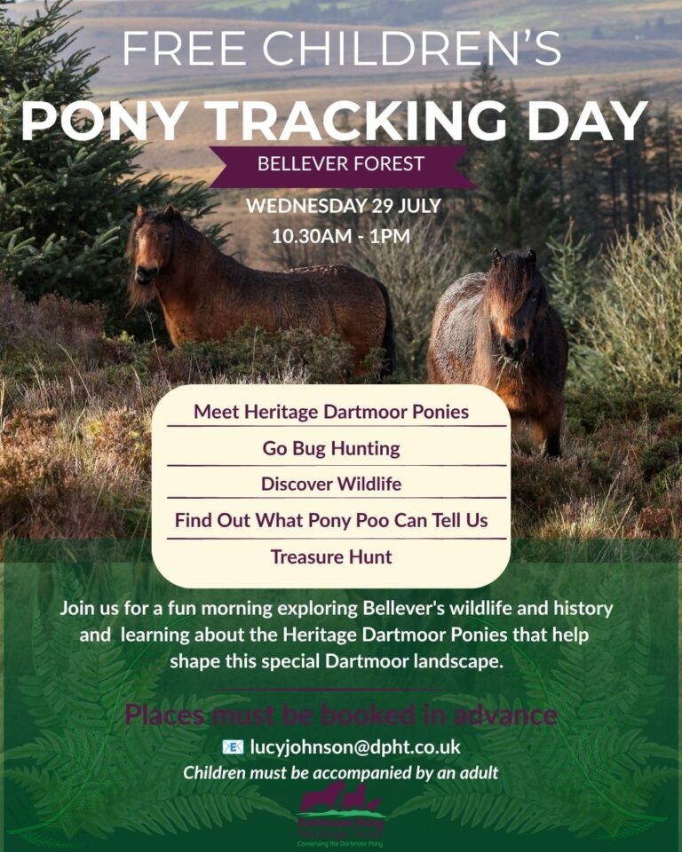 Join Us for a Free Children's Pony Tracking Day at Bellever Wednesday 29 July