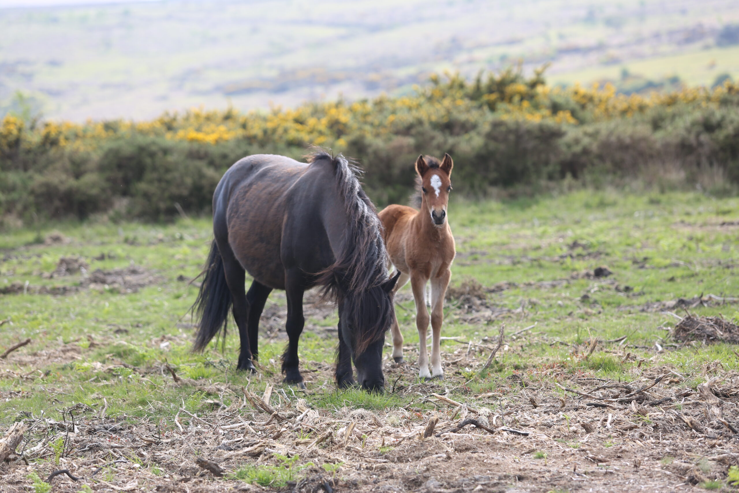 The value of conservation grazing by heritage Dartmoor ponies