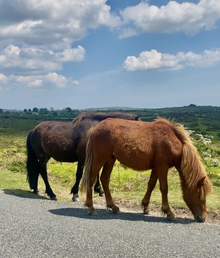 Enjoy Dartmoor's heritage ponies from a distance