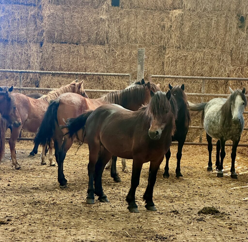 Neil Cole’s heritage Dartmoor ponies at Princetown, where 12 ponies from his historic herd were inspected and accepted onto the DPHT Heritage List.