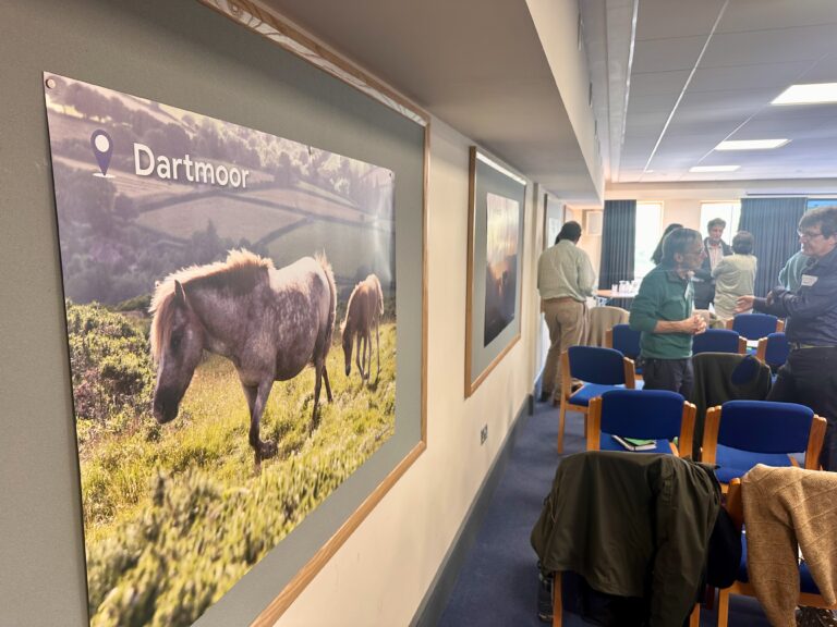 Ponies have been part of the UK’s common grazing landscapes for centuries, with an important cultural, ecological and grazing role