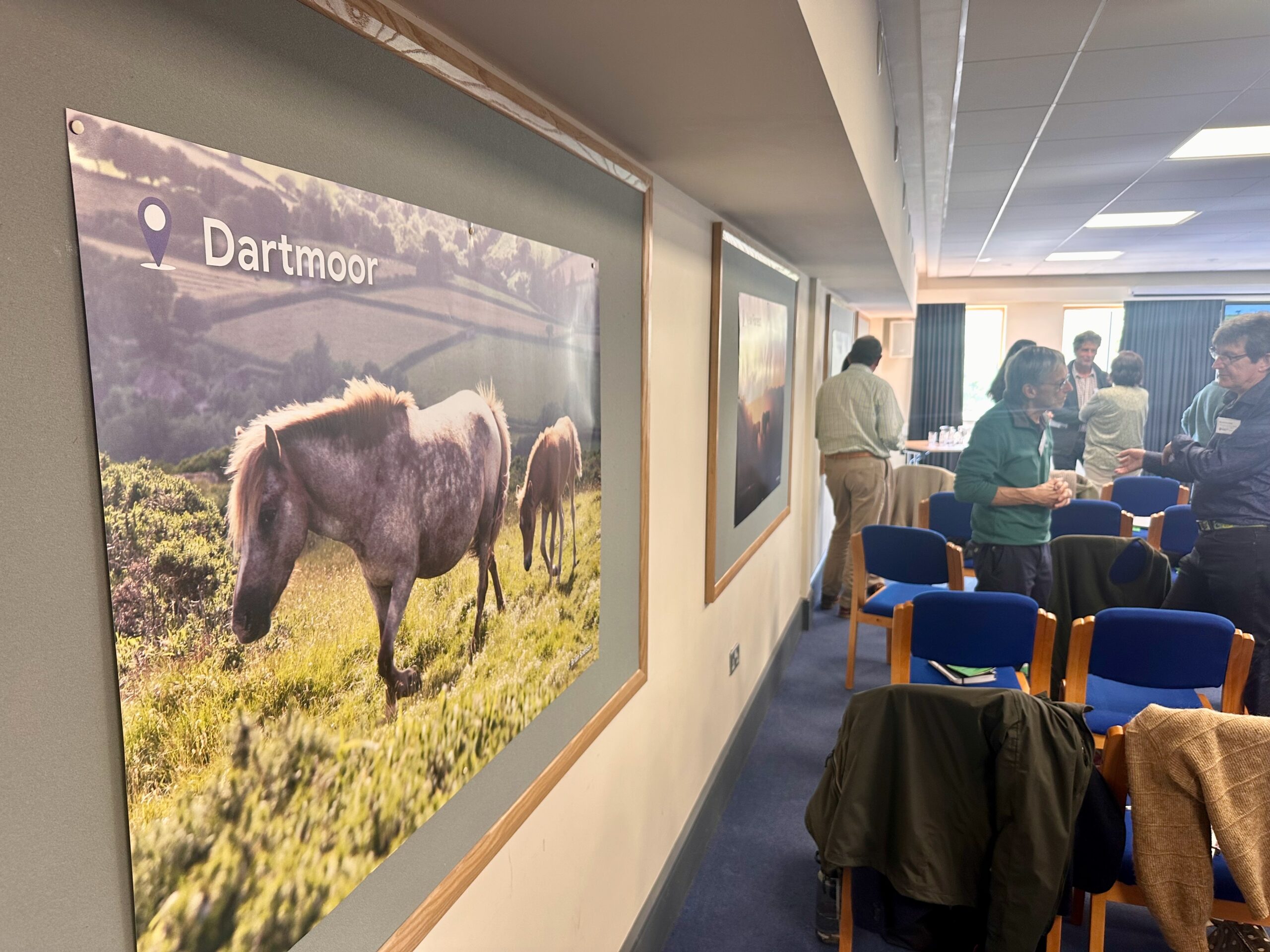 Ponies have been part of the UK’s common grazing landscapes for centuries, with an important cultural, ecological and grazing role