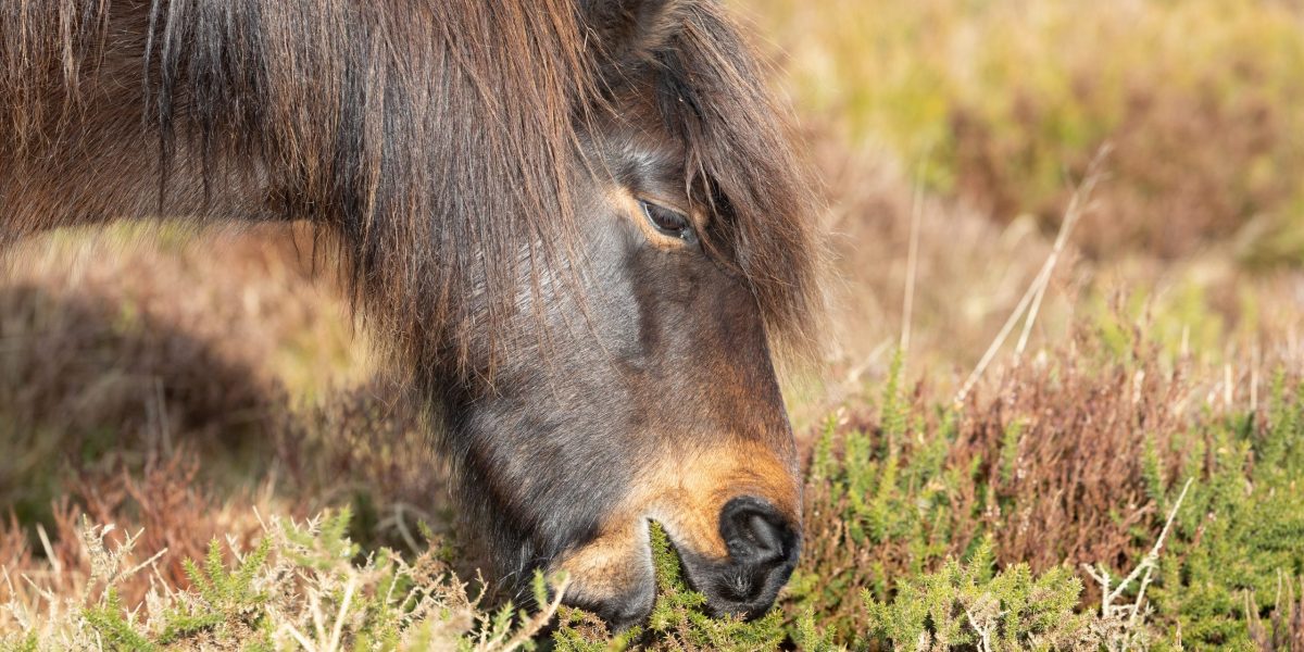 6._Ponies_unique_selective_browse_grazing_protects_native_plants_and_improves_thir_heatlth2
